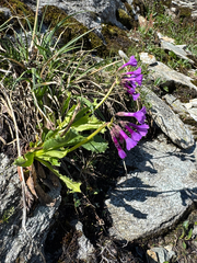 (c) Terry Instone, some rights reserved (CC BY) Primula latifolia, photograph (c) Terry Instone, some rights reserved (CC BY)