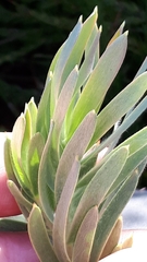 Leucadendron floridum