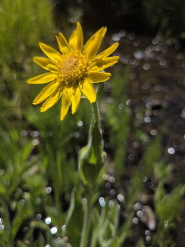 iNaturalist observation photo of Arnica