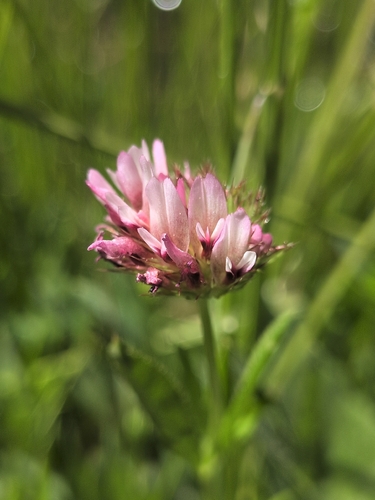 iNaturalist observation photo of springbank clover