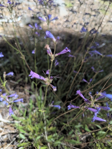 iNaturalist observation photo of Slender Beardtongue