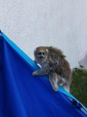 Plecturocebus donacophilus