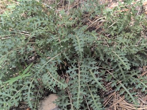 iNaturalist observation photo of pinewoods lousewort