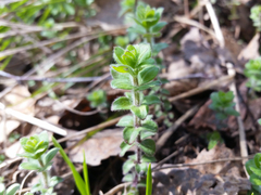 Cruciata glabra krylovii