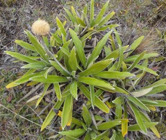 Celmisia spectabilis