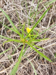 Oenothera serrulata
