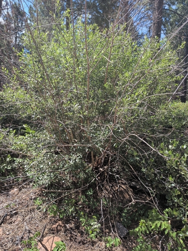 iNaturalist observation photo of Scouler's willow
