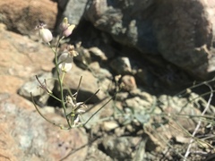 Caulanthus amplexicaulis barbarae