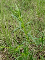 Oenothera serrulata