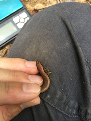 Scincella formosensis