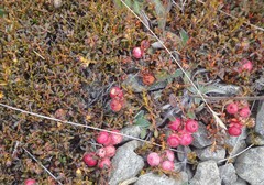 Gaultheria parvula