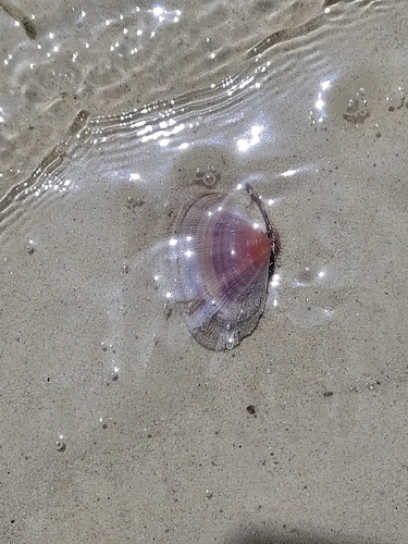 Asaphis deflorata observed 2026-07-12