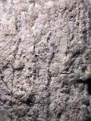Lecanora layana