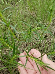 Oenothera serrulata