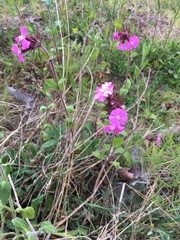 Silene dioica