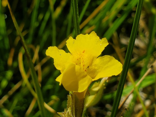 iNaturalist observation photo of seep monkeyflower