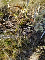 Pseudognaphalium undulatum