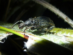 Anagotus oconnori