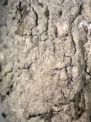 Lecanora layana