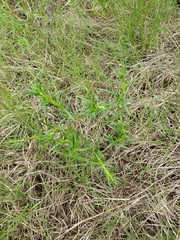 Oenothera serrulata