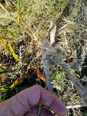 Pseudognaphalium undulatum