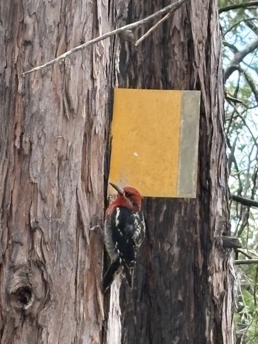 iNaturalist observation photo of Red-breasted Sapsucker