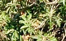 Psittacara erythrogenys