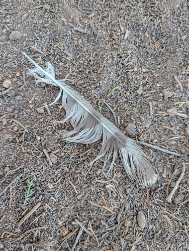 Eurasian Sparrowhawk