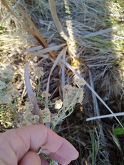 Pseudognaphalium undulatum