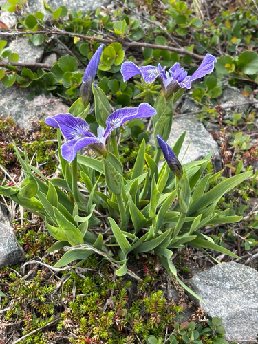 beach-head iris