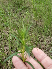 Oenothera serrulata