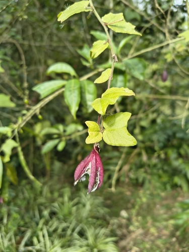 Passiflora capsularis