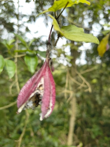 Passiflora capsularis, photograph 2