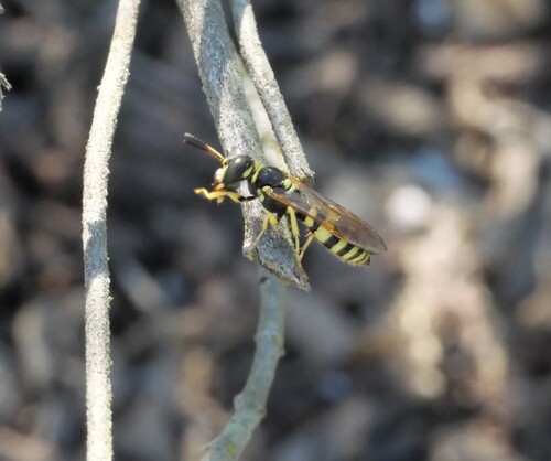 Philanthus venustus