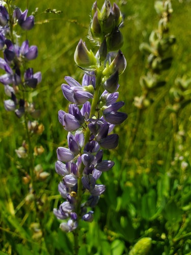 iNaturalist observation photo of Burke's Lupine