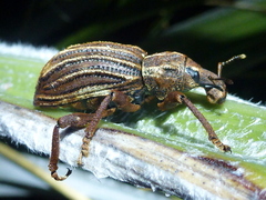 Anagotus oconnori