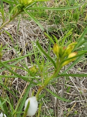 Oenothera serrulata