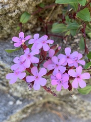 Saponaria