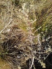 Pseudognaphalium undulatum