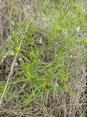 Oenothera serrulata