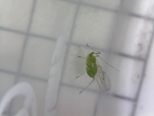 Pea Aphid photo 6