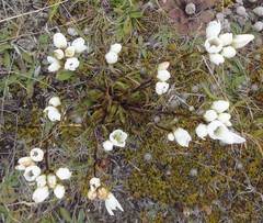Gentianella serotina