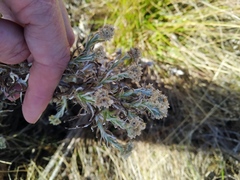 Pseudognaphalium undulatum