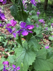 Lunaria