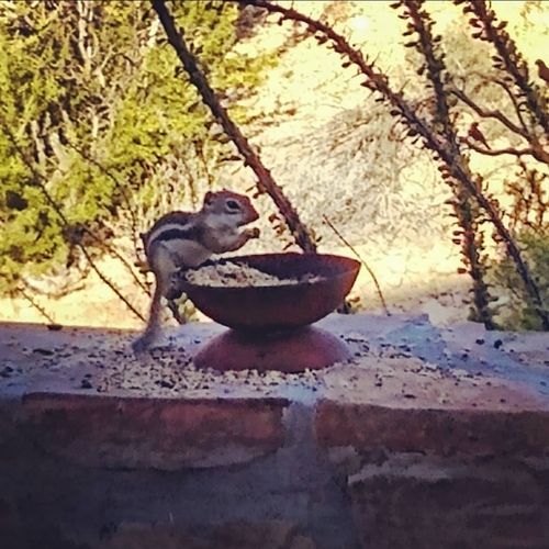 Texas Antelope Squirrel