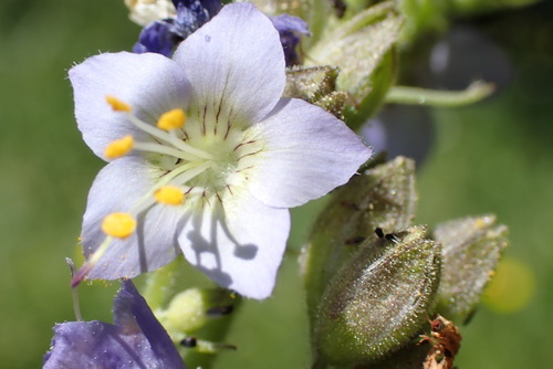 iNaturalist observation photo of western Jacob's ladder