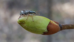 Polydrusus tereticollis