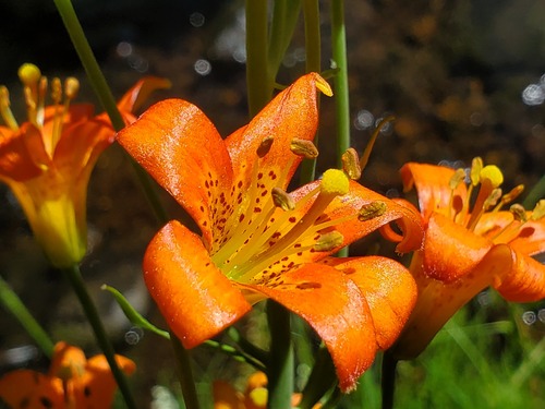 iNaturalist observation photo of Sierra Tiger Lily