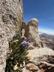 Polemonium eximium, photograph (c) lucaswoj, some rights reserved (CC BY)