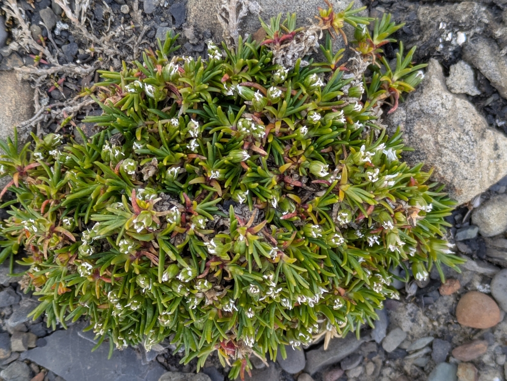 Cherleria biflora; photograph author not stated, no rights reserved